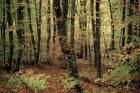 Buchenhangwald nordstlich Kulen Vakuf, 26.10.2007