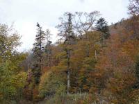 Mischwald an der Sdostflanke des Berges Osjecenica. Hier konnte die seltene Hafenflechte (Lopadium disciforme) in einen Hhelage von rund 1.450 m nachgewiesen werden.